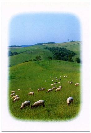 �G����t���E�P�X�W�V�D�Q�D�Q�����@�T�t�H�[�N�߂�r�q��