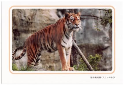 �G����t���E�A���[���g��