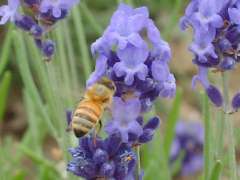 �t�@�[���x�c�E���x���_�[��