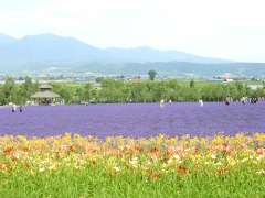 �t�@�[���x�c�E���x���_�[��