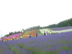 �t�@�[���x�c�E�ʂ�̔�