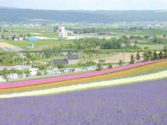 �t�@�[���x�c�E�ʂ�̔�