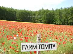 �t�@�[���x�c�E�ʂ�̔�