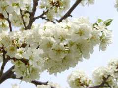 �ʐ^�E���������̔~