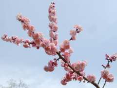 �ʐ^�E���������̔~