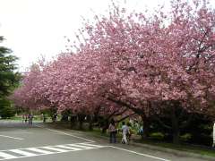 �ʐ^�E�����O��̃��G�U�N��