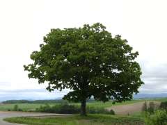 �Z�u���X�^�[�̖�