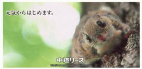 �G�R�[�t���E�������[�X�i���j